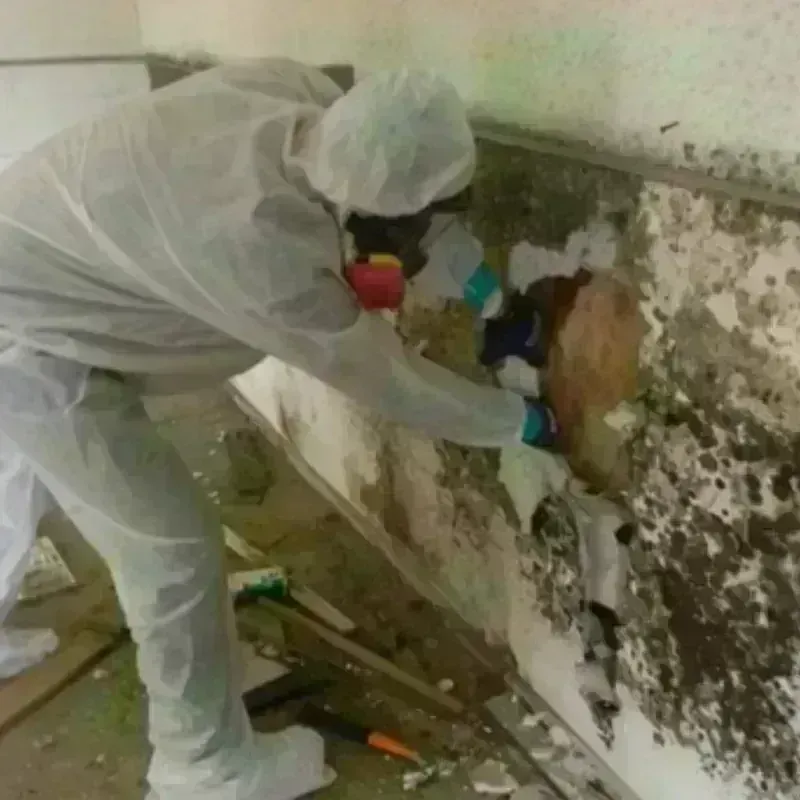 Mold Remediation and Removal in Albany County, WY